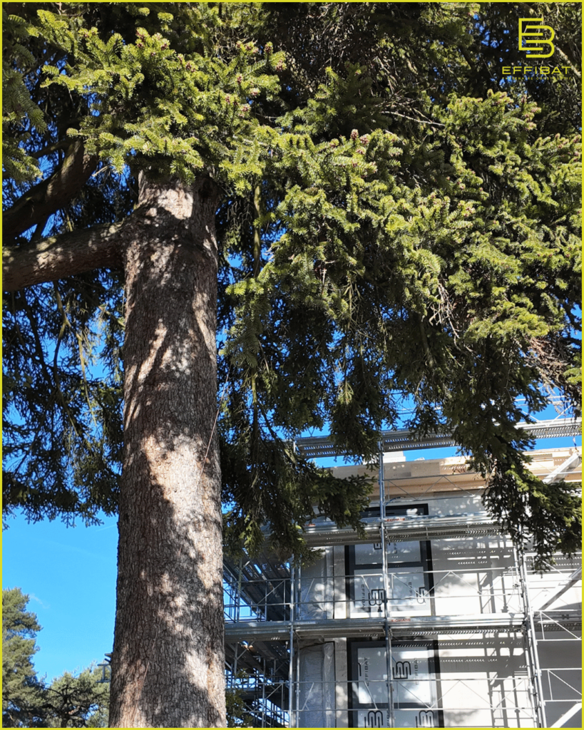 arbre devant une maison