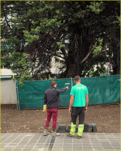 A chef de projet looks at a tree with a landscaper